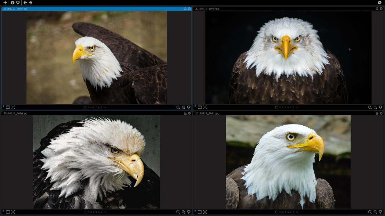 A collage of a bald eagle

AI-generated content may be incorrect.